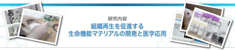 研究内容　組織再生を促進する生命機能マテリアルの開発と医学応用