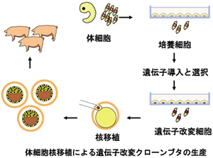 ���Y�̃C���[�W