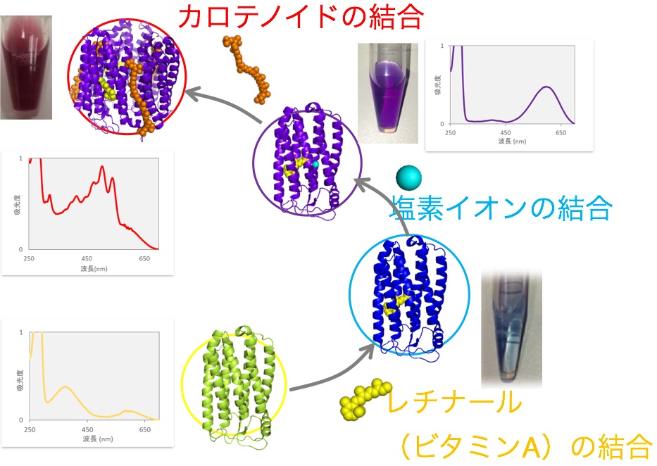 生体分子ネットワーク