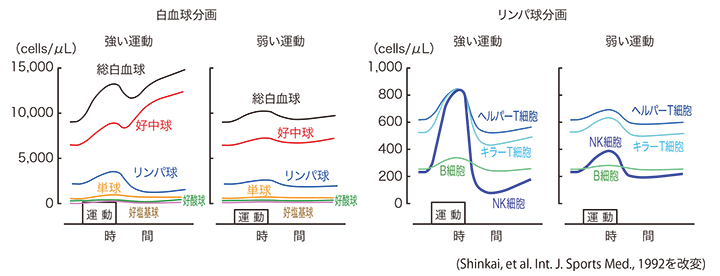 leukocytes and lymphocytes during and after acute exercise