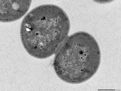 110210 Cyanobacteria_WT_(GT)_4.jpg