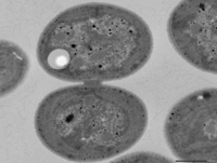 110210 Cyanobacteria_WT_(GT)_7.jpg