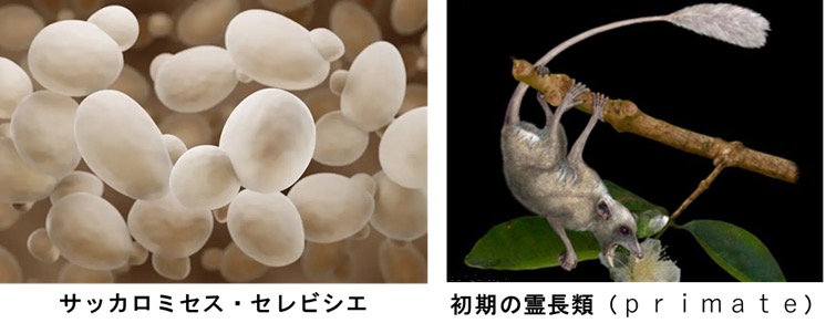 “酒（アルコール）の歴史"