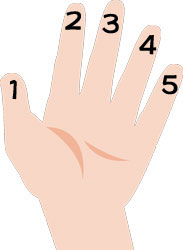 wԍ,finger number,finger name