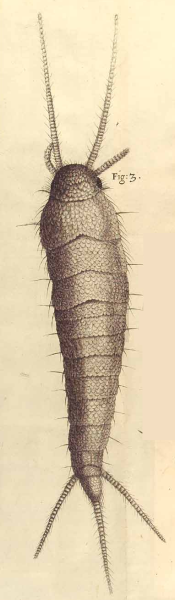 Robert Hooke: Bookworm (1665)