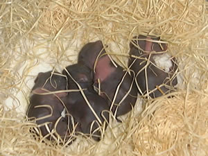 �����ۑ������󂩂�a���������N�Ȏq�u�^